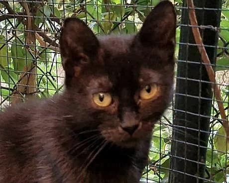 Luciferka, female 3yo Mixed Breed for adoption at LuckyCats
