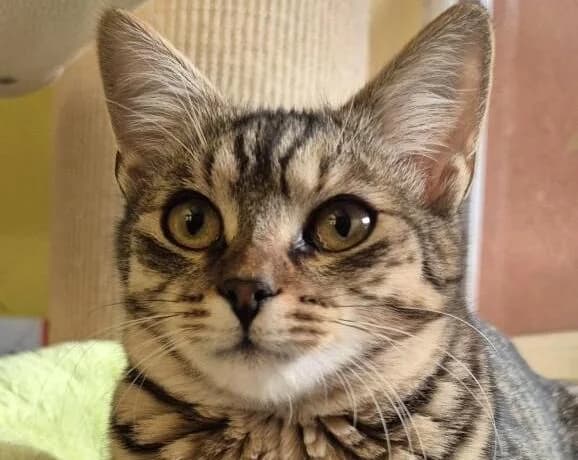 Lyra, female puppy Mixed Breed for adoption at LuckyCats