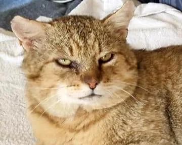 Macík, male 5yo Mixed Breed for adoption at LuckyCats