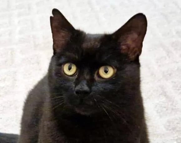 Mireček, male 5yo Mixed Breed for adoption at LuckyCats