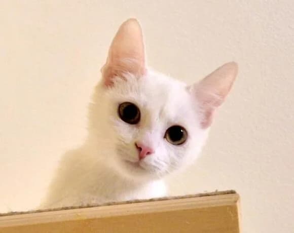 Muti, female puppy Mixed Breed for adoption at LuckyCats