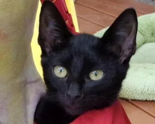 Onyx, female puppy Mixed Breed for adoption at LuckyCats