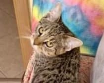 Panterka, female puppy Mixed Breed for adoption at LuckyCats