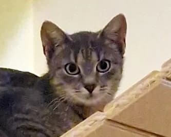 Shirley, female Mixed Breed for adoption at LuckyCats