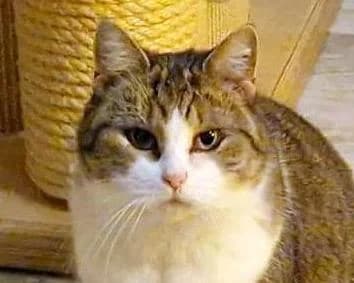 Sophia, female 5yo Mixed Breed for adoption at LuckyCats