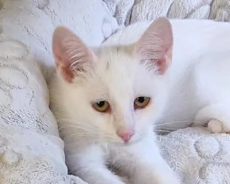 Tuti, female puppy Mixed Breed for adoption at LuckyCats