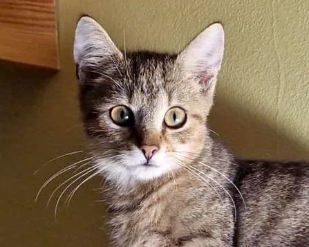 Veška, female puppy Mixed Breed for adoption at LuckyCats