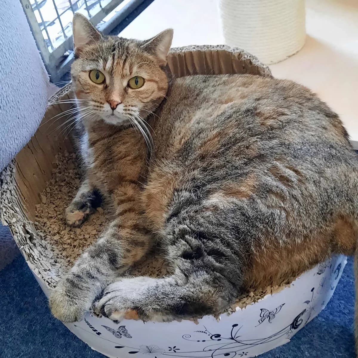 Dorotka, female 4yo mixed breed for adoption at Mikes HB, Havlíčkův Brod