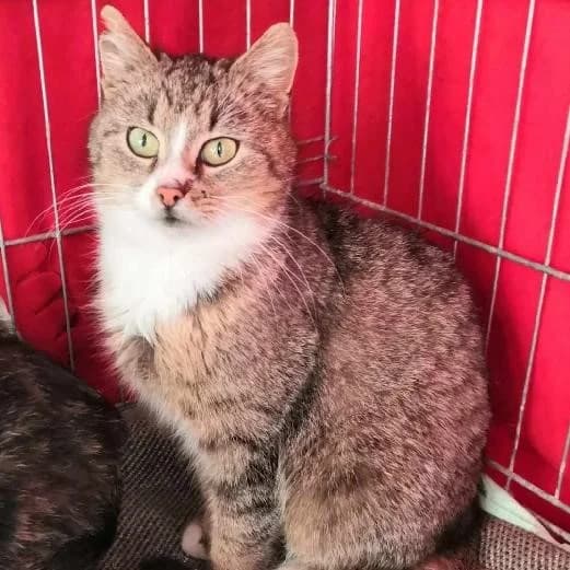 Sofinka, female 3yo mixed breed for adoption at Mikes HB, Havlíčkův Brod