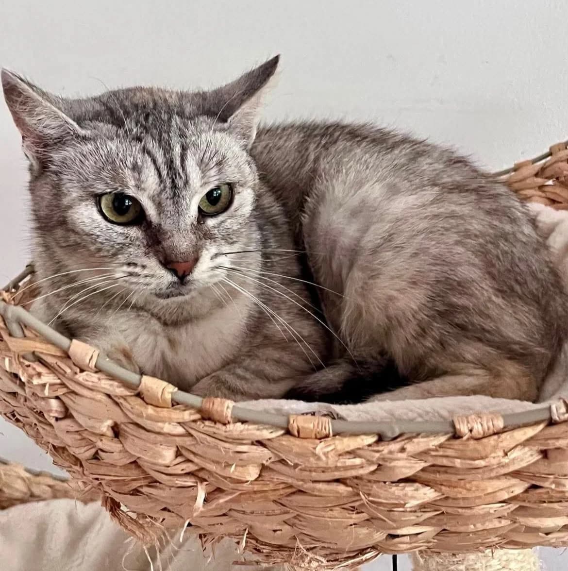 Laskonka, female mixed breed for adoption at Mikes HB, Havlíčkův Brod