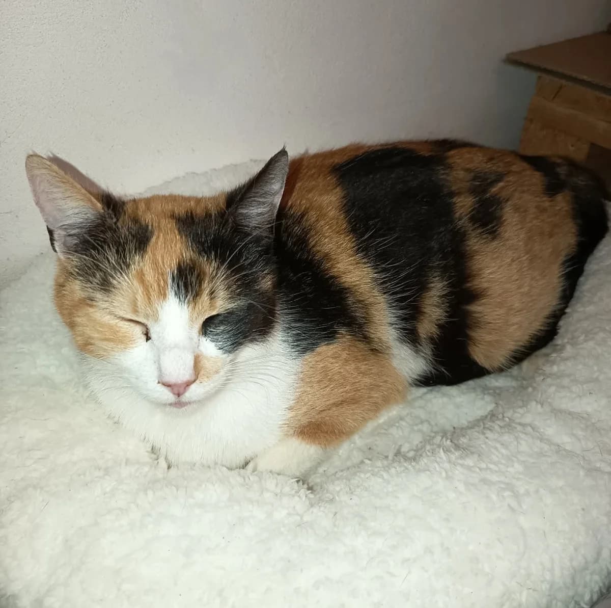 Sára, female young mixed breed for adoption at Mikes HB, Havlíčkův Brod