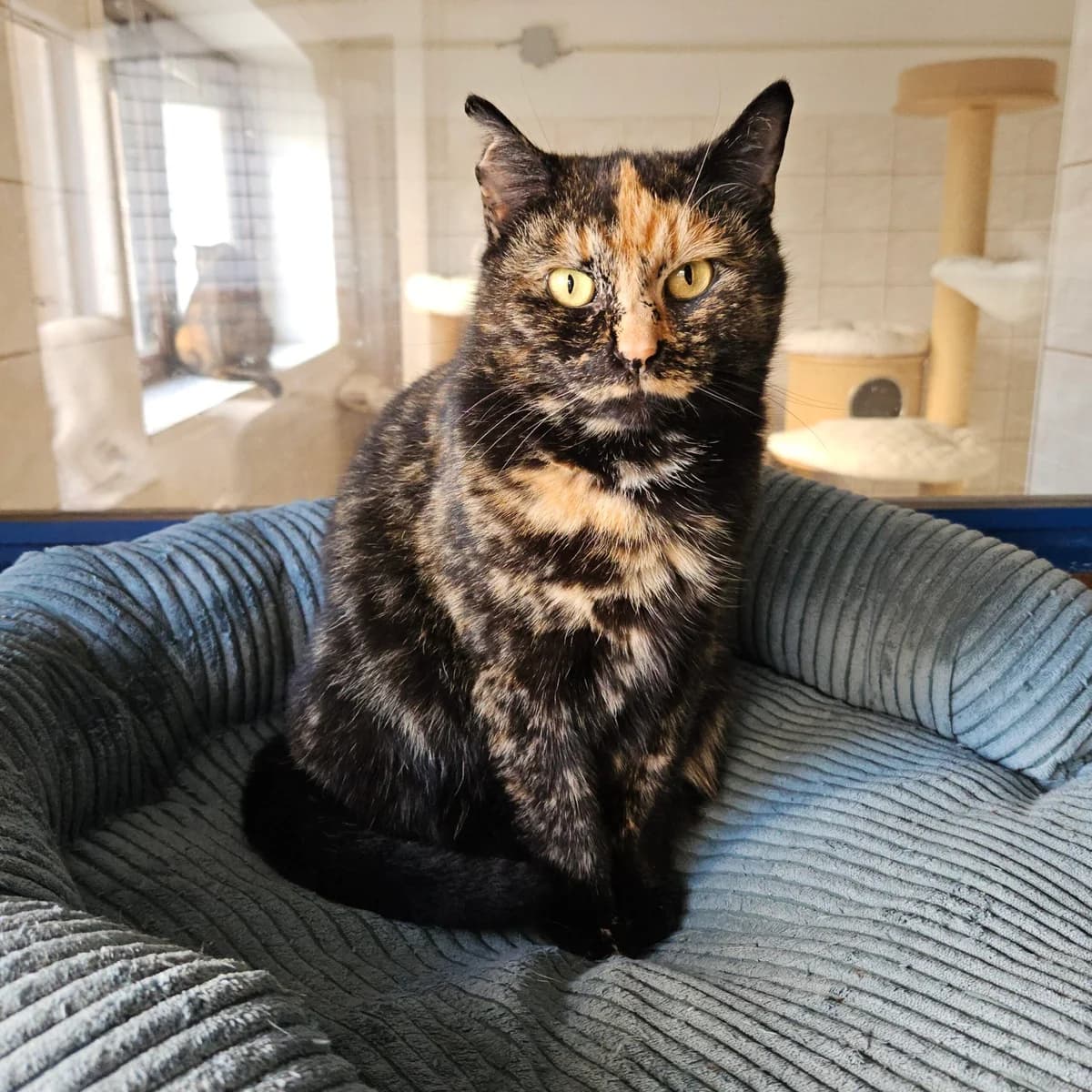 Skarletka, female 4yo mixed breed for adoption at Mikes HB, Havlíčkův Brod
