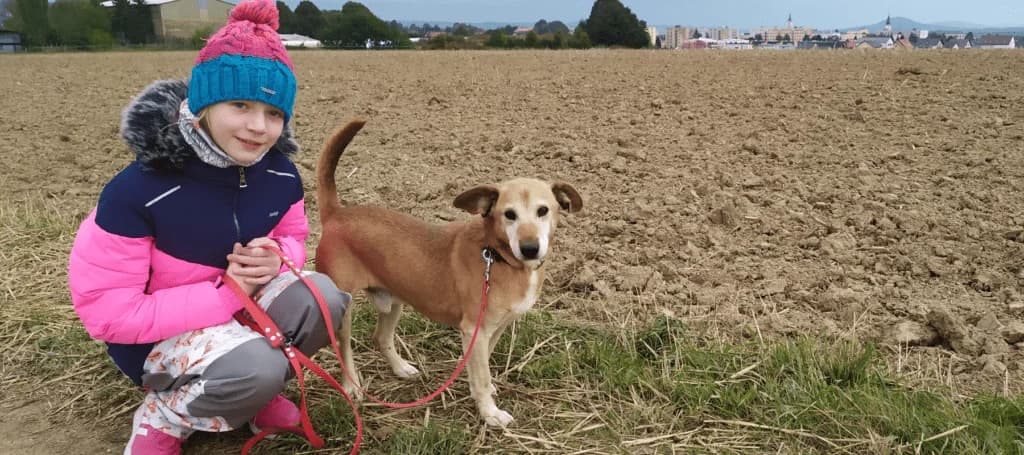 Proč dát šanci psím a kočičím seniorům,  Mixed Breed for adoption at Pet Heroes
