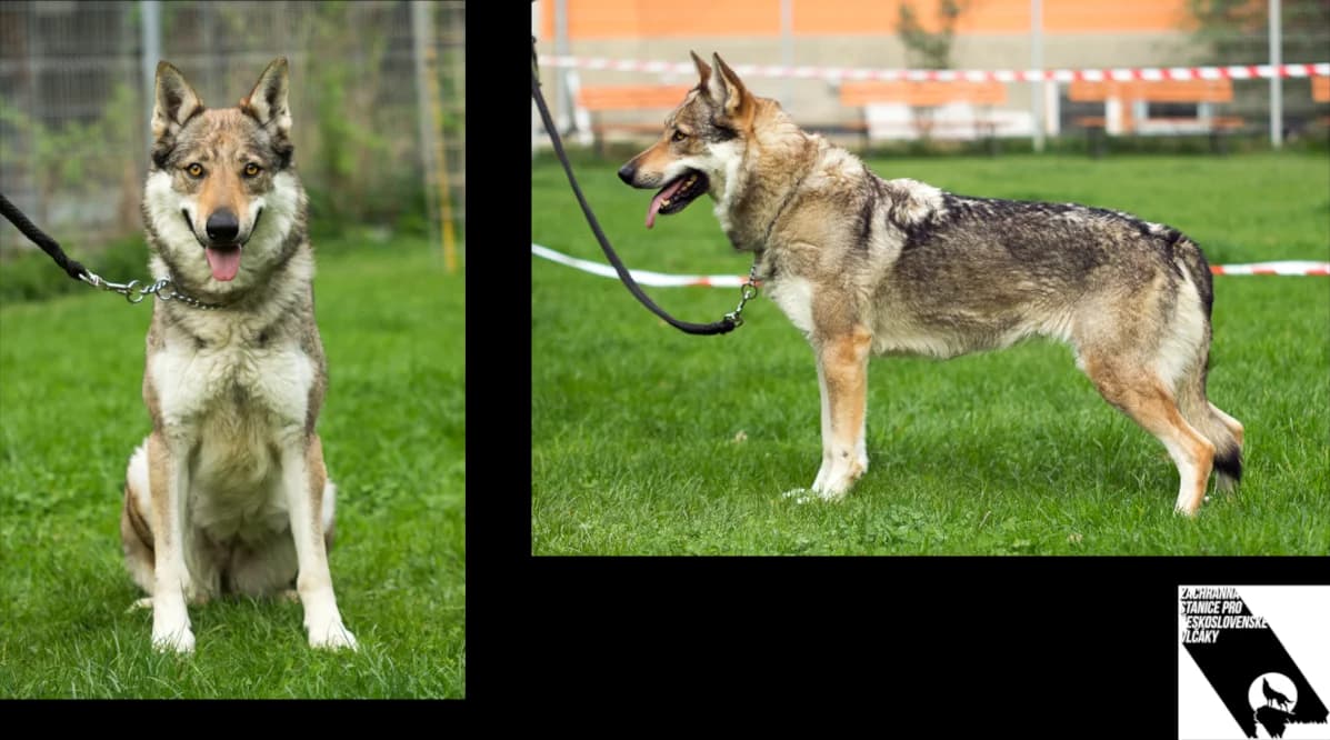 Meggie Largo Tichý stín,  mixed breed for adoption at Pomoc ČsVlčáků