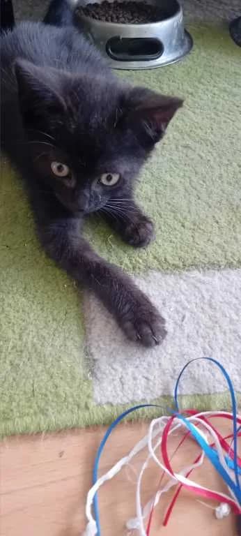 Nero, male young Mixed Breed for adoption at Pozor Kočka!