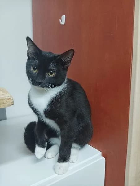 Oliva, female young Mixed Breed for adoption at Pozor Kočka!