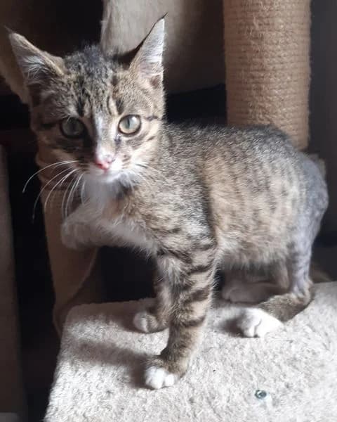 Drátek, male young Mixed Breed for adoption at Pozor Kočka!