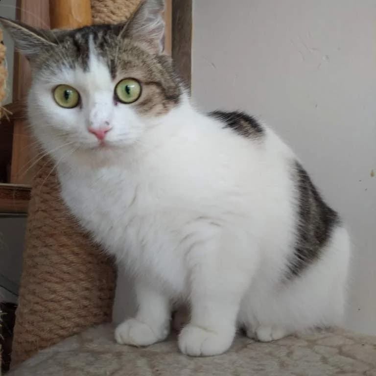 Žanda, Mixed Breed (Pozor Kočka!)