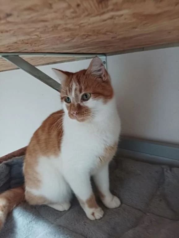 Budulínek, male young Mixed Breed for adoption at Pozor Kočka!