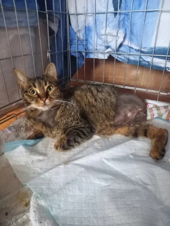 Škubánek, male Mixed Breed for adoption at Pozor Kočka!