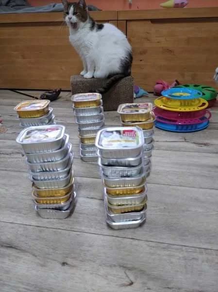 Vánoční kočičí přání je u konce, female Mixed Breed for adoption at Pozor Kočka!