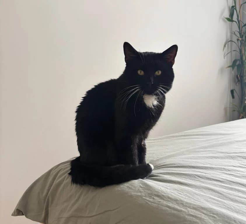 Hyneček, Mixed Breed (Pozor Kočka!)