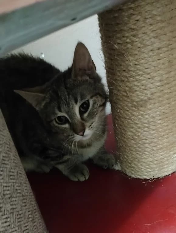 Calippo,  Mixed Breed for adoption at Pozor Kočka! Z.s.