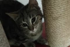 Calippo,  Mixed Breed for adoption at Pozor Kočka! Z.s. — photo 2 of 2