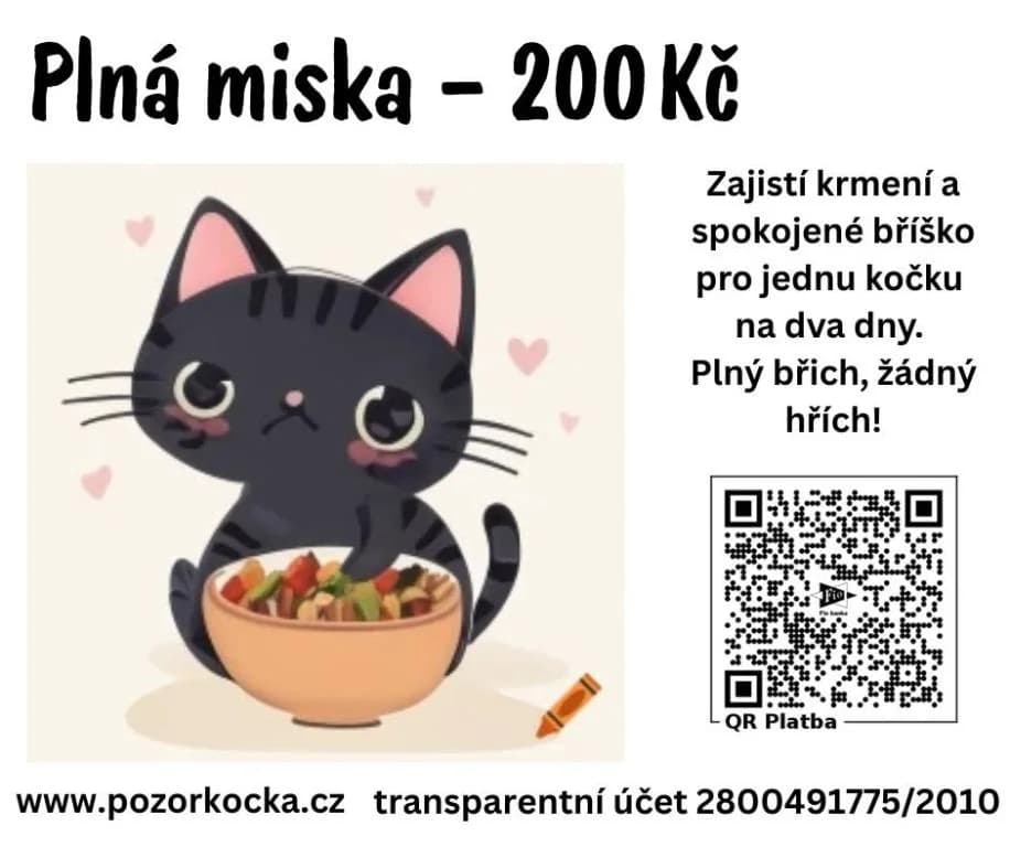 Staň se ČIČI HRDINOU (nejen) pro jednu kočku, Mixed Breed (Pozor Kočka!)