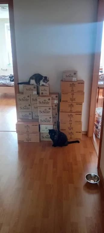 Schessir – dárek,  Mixed Breed for adoption at Pozor Kočka! Z.s. — photo 2 of 13