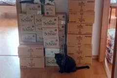 Schessir – dárek,  Mixed Breed for adoption at Pozor Kočka! Z.s. — photo 3 of 13