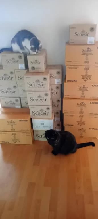 Schessir – dárek,  Mixed Breed for adoption at Pozor Kočka! Z.s. — photo 4 of 13