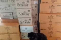 Schessir – dárek,  Mixed Breed for adoption at Pozor Kočka! Z.s. — photo 5 of 13