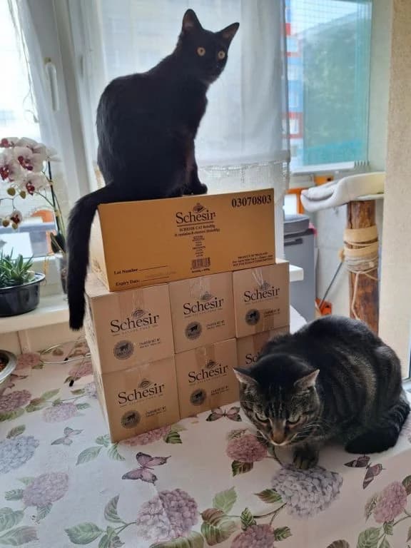 Schessir – dárek,  Mixed Breed for adoption at Pozor Kočka! Z.s. — photo 6 of 13