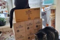 Schessir – dárek,  Mixed Breed for adoption at Pozor Kočka! Z.s. — photo 7 of 13