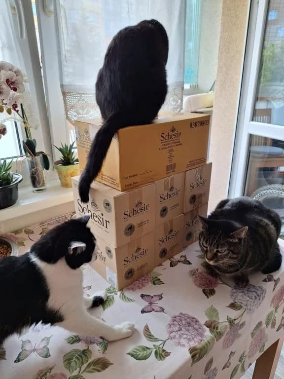 Schessir – dárek,  Mixed Breed for adoption at Pozor Kočka! Z.s. — photo 8 of 13