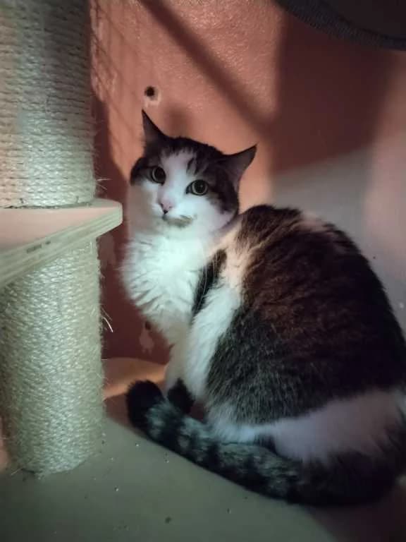 Maxíček, Mixed Breed (Pozor Kočka!)
