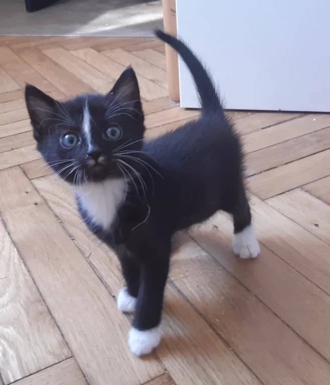 Dolče, female young Mixed Breed for adoption at Pozor Kočka!