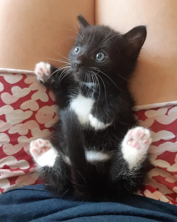 Gabana, female young Mixed Breed for adoption at Pozor Kočka!