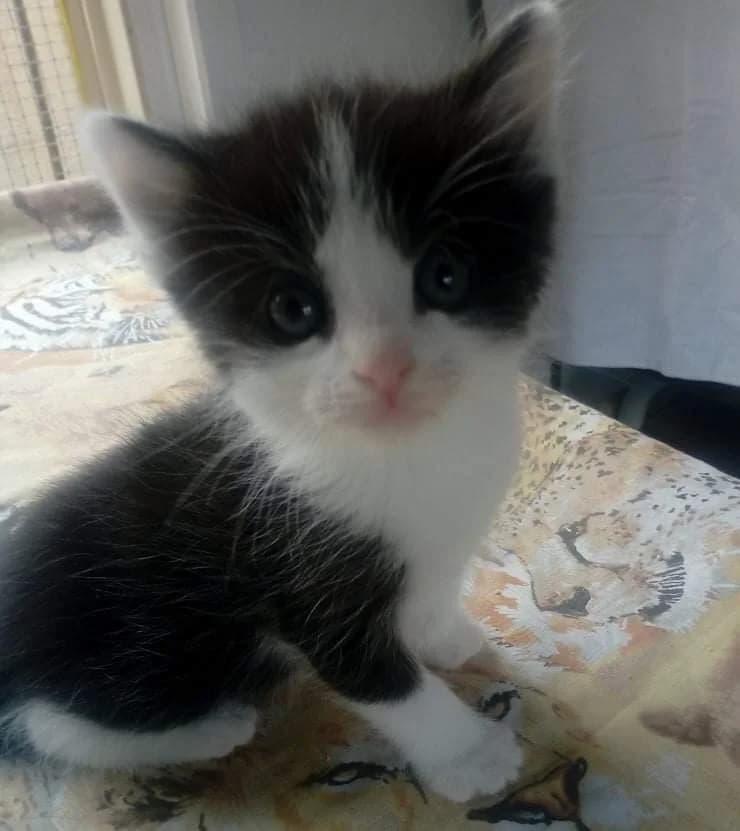 Lasse,  Mixed Breed for adoption at Pozor Kočka! Z.s.