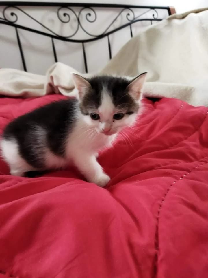 Mony, female puppy Mixed Breed for adoption at Pozor Kočka!