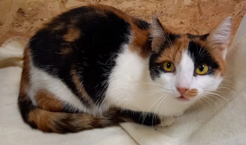 Mixi,  Mixed Breed for adoption at Pozor Kočka! Z.s.