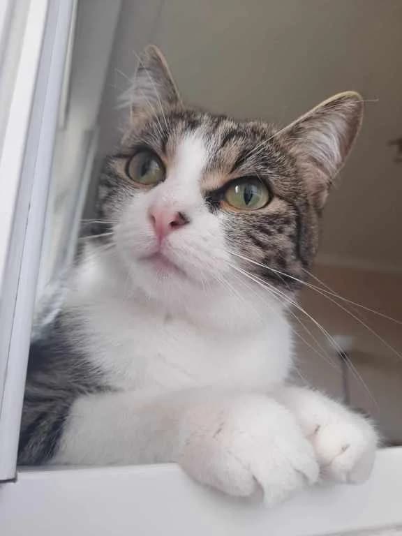 Miluška,  Mixed Breed for adoption at Pozor Kočka! Z.s.