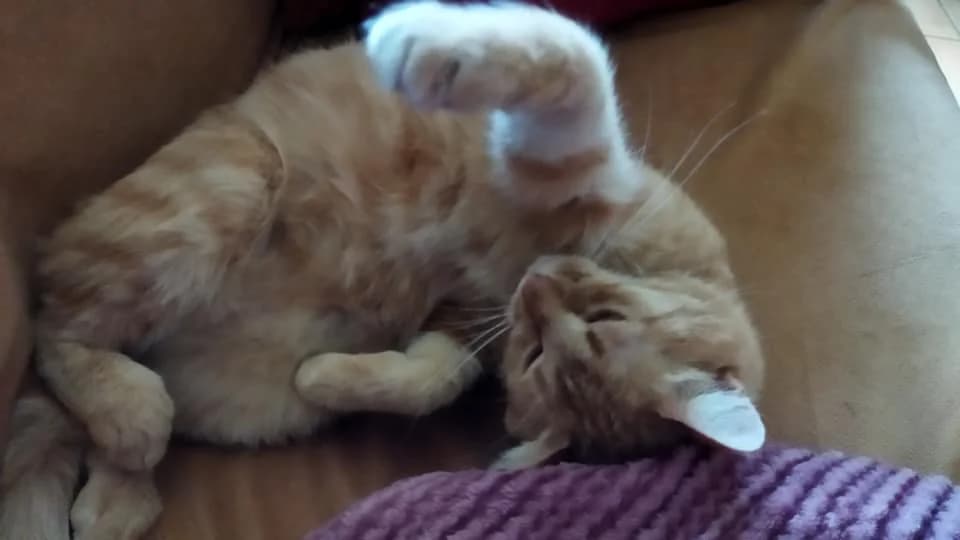 Zlatuška,  Mixed Breed for adoption at Pozor Kočka! Z.s.