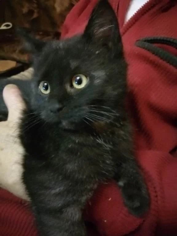 Malej, male Mixed Breed for adoption at Pozor Kočka! Z.s.