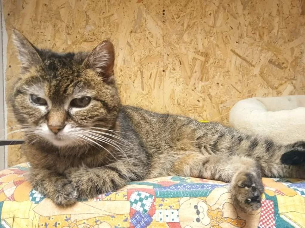 Babuška- Mauglí,  Mixed Breed for adoption at Pozor Kočka! Z.s.