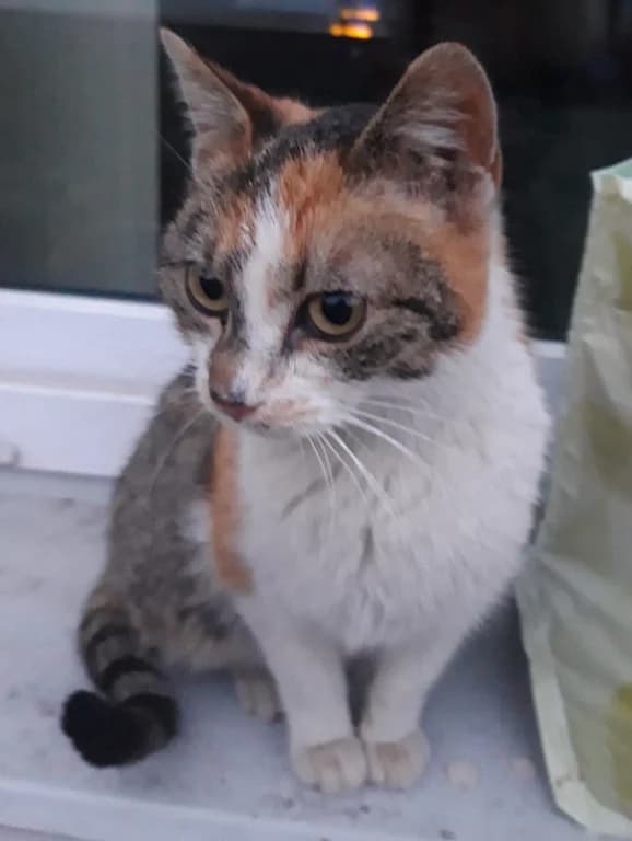 Dorotka,  Mixed Breed for adoption at Pozor Kočka! Z.s.