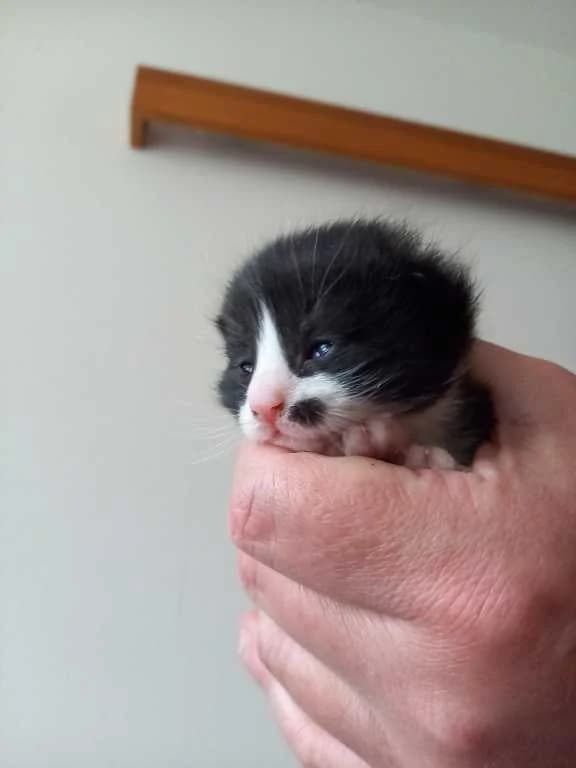 Theo,  Mixed Breed for adoption at Pozor Kočka! Z.s.