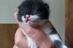 Trisha,  Mixed Breed for adoption at Pozor Kočka! Z.s. — photo 2 of 4