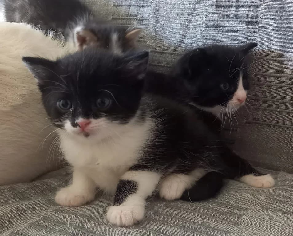 Trisha,  Mixed Breed for adoption at Pozor Kočka! Z.s. — photo 3 of 4